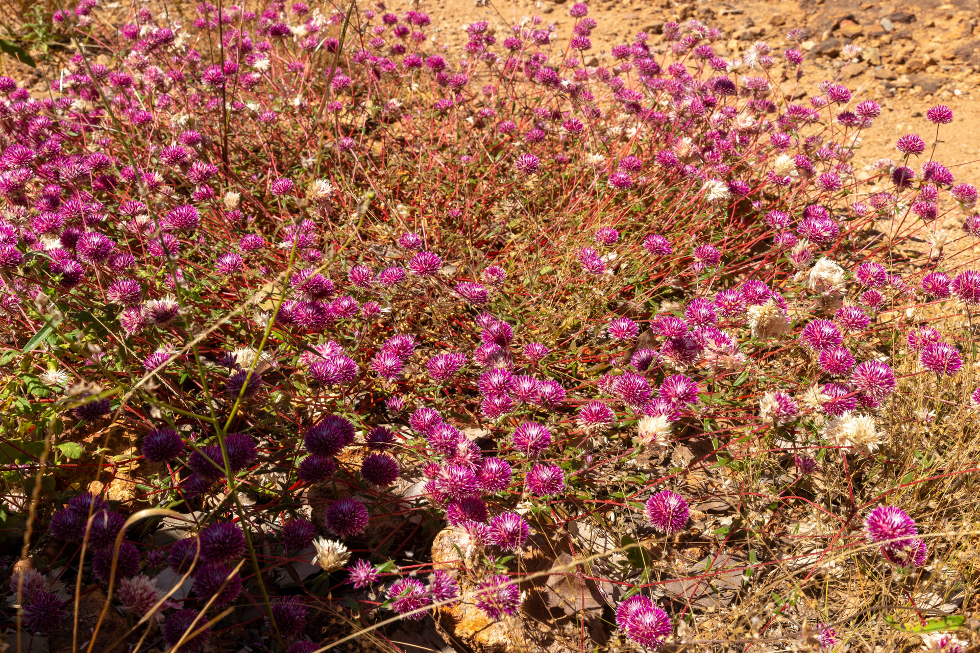 Kakadu National Park - Yurmikmik Walk